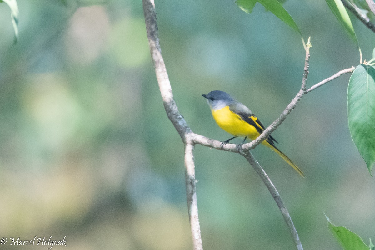 Gray-chinned Minivet - ML502946581