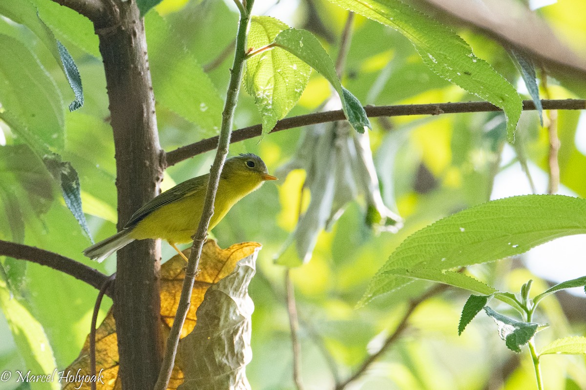 Chestnut-crowned Warbler - ML502946721