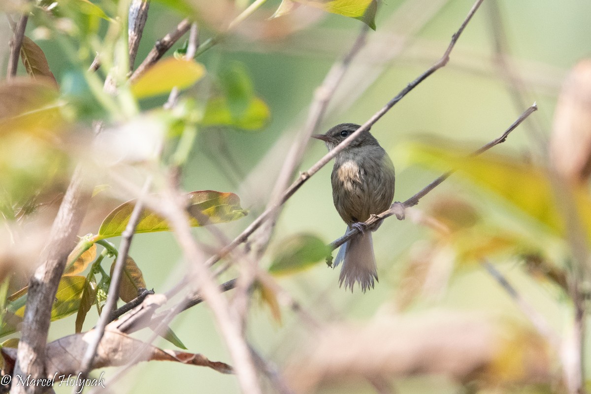 Brownish-flanked Bush Warbler - ML502947121