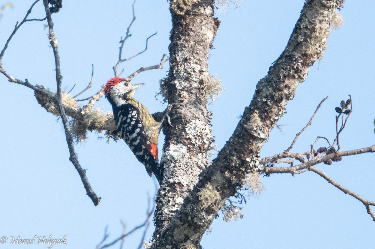 Stripe-breasted Woodpecker - ML502947271