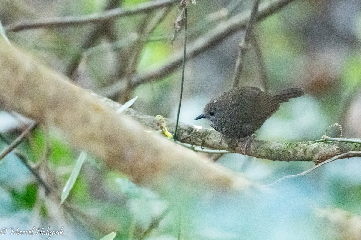 Chin Hills Wren-Babbler - Marcel Holyoak