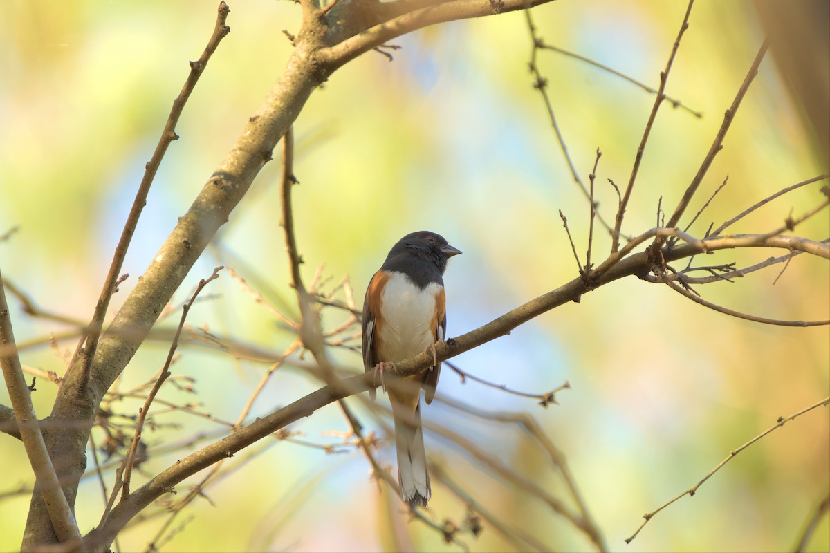 Eastern Towhee - ML502947541