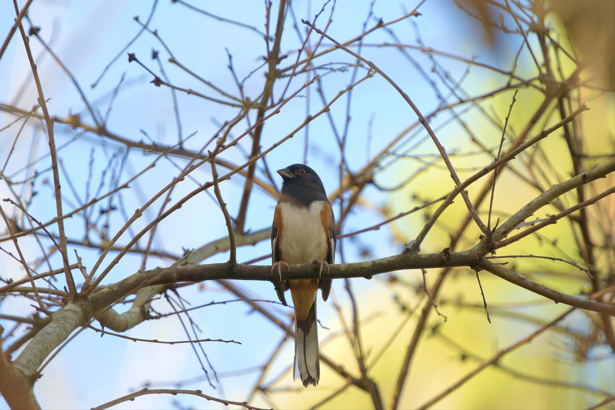 Eastern Towhee - ML502947551