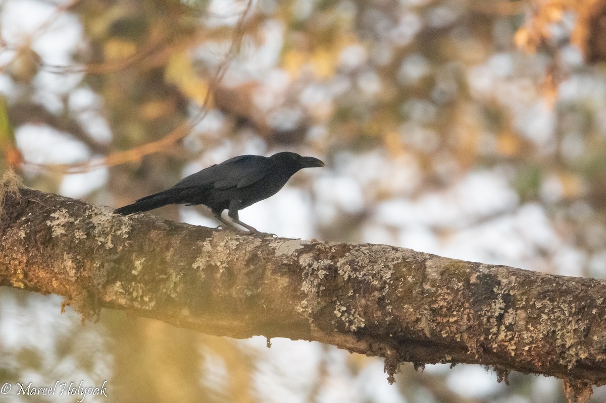 Large-billed Crow (Eastern) - ML502947691