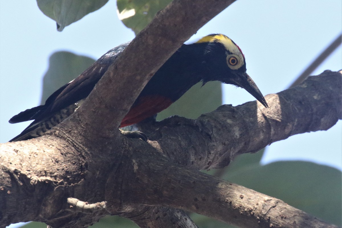 Yellow-tufted Woodpecker - ML502947801