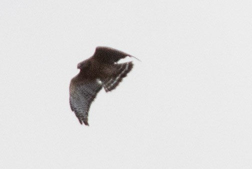 Red-shouldered Hawk - Brett Forsyth