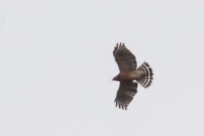 Red-shouldered Hawk - Brett Forsyth