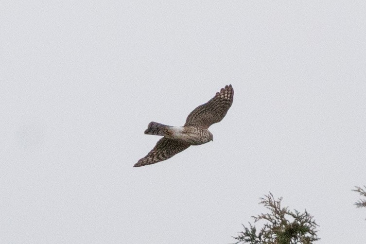 Sharp-shinned Hawk - Brett Forsyth