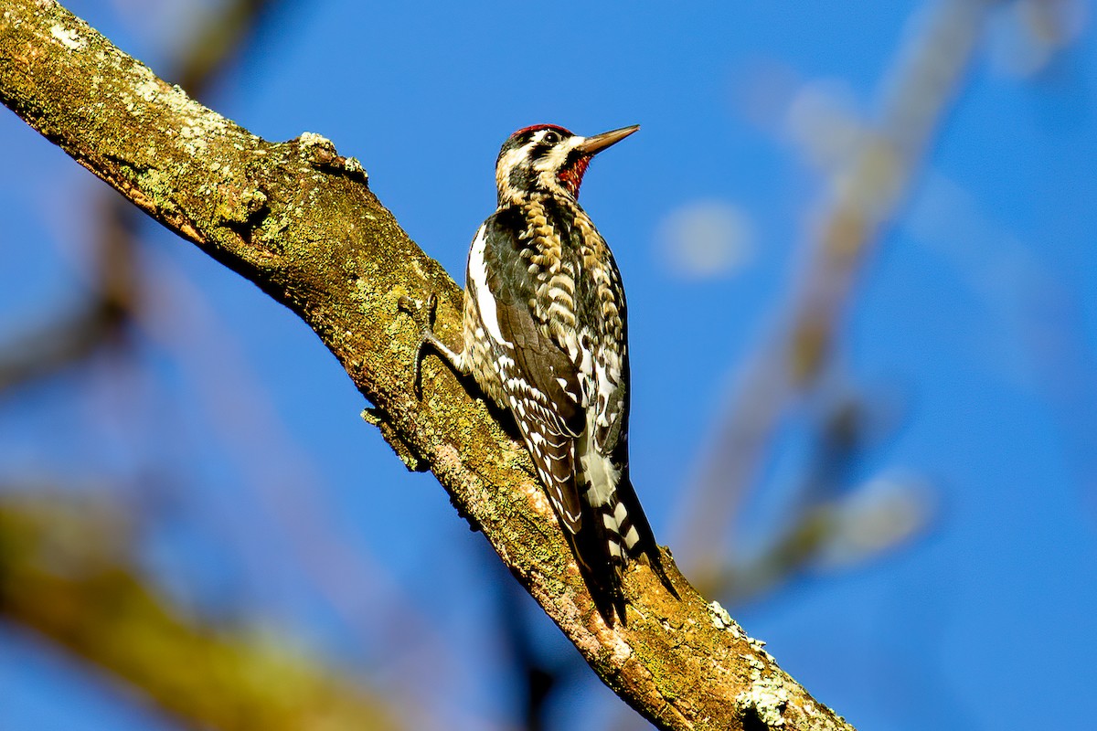 Yellow-bellied Sapsucker - ML502953021