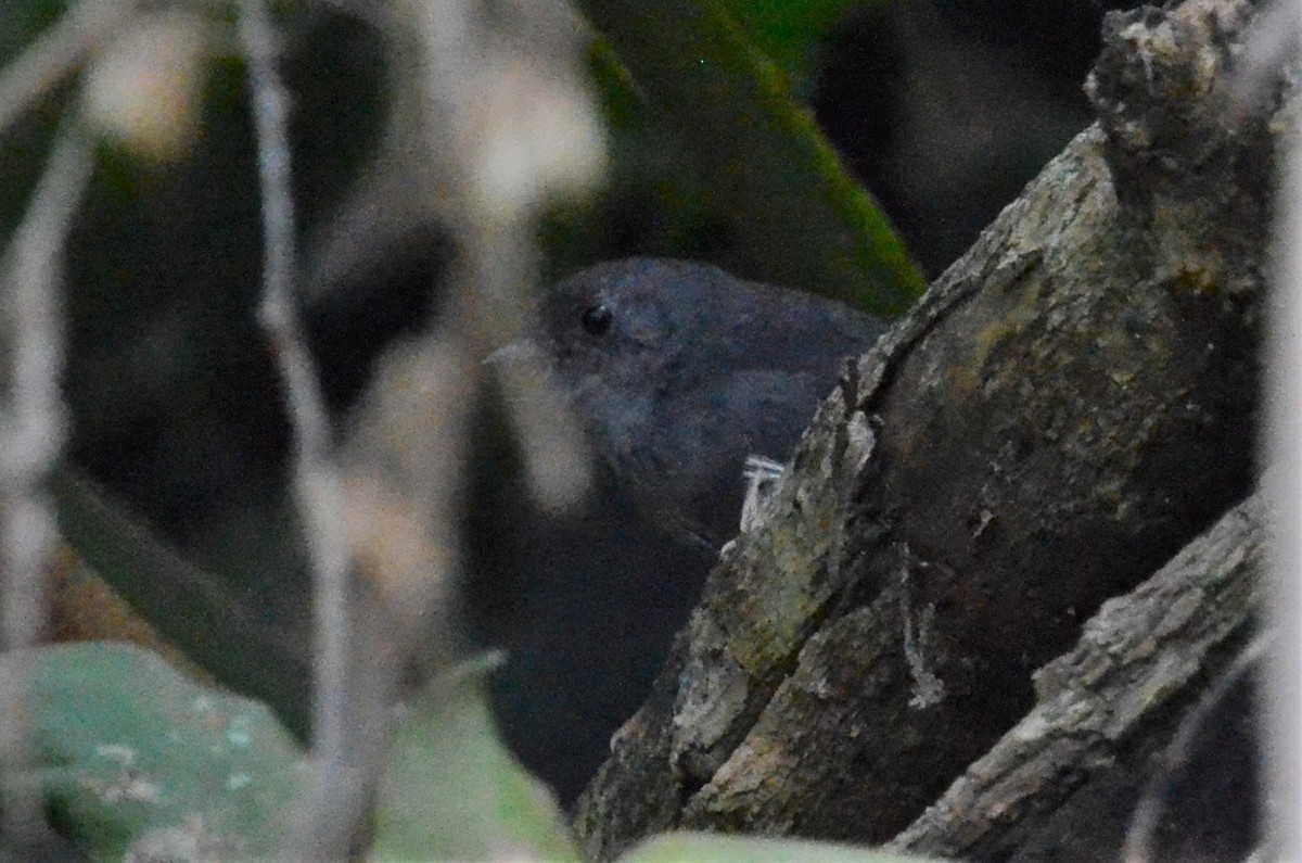 Rock Tapaculo - ML502953061