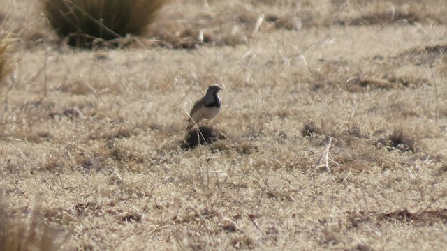 Least Seedsnipe - ML502953091