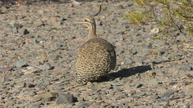 Elegant Crested-Tinamou - ML502955891