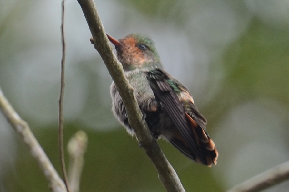 Frilled Coquette - ML502955991