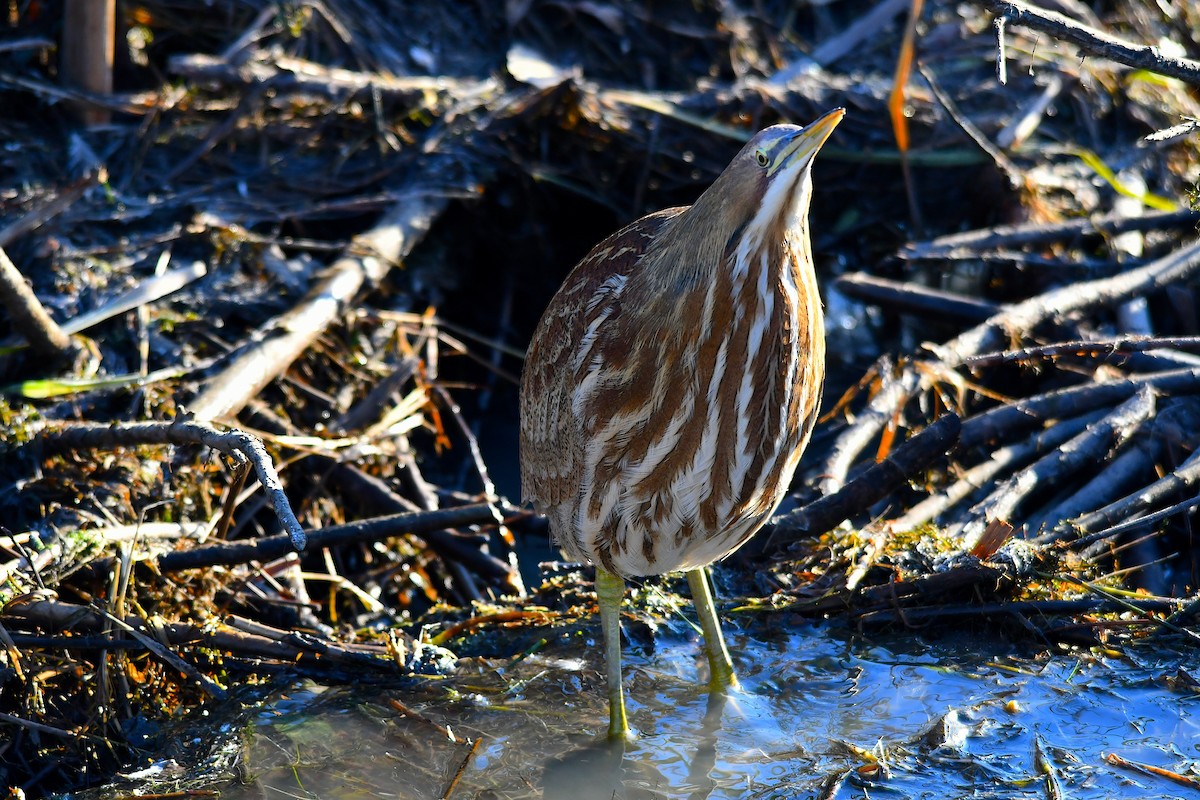 American Bittern - ML502956391