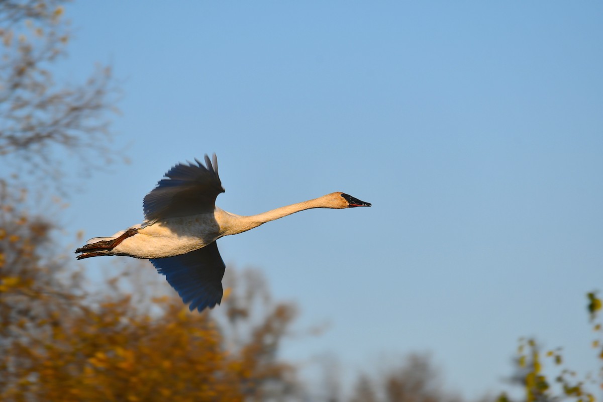 Trumpeter Swan - ML502956661