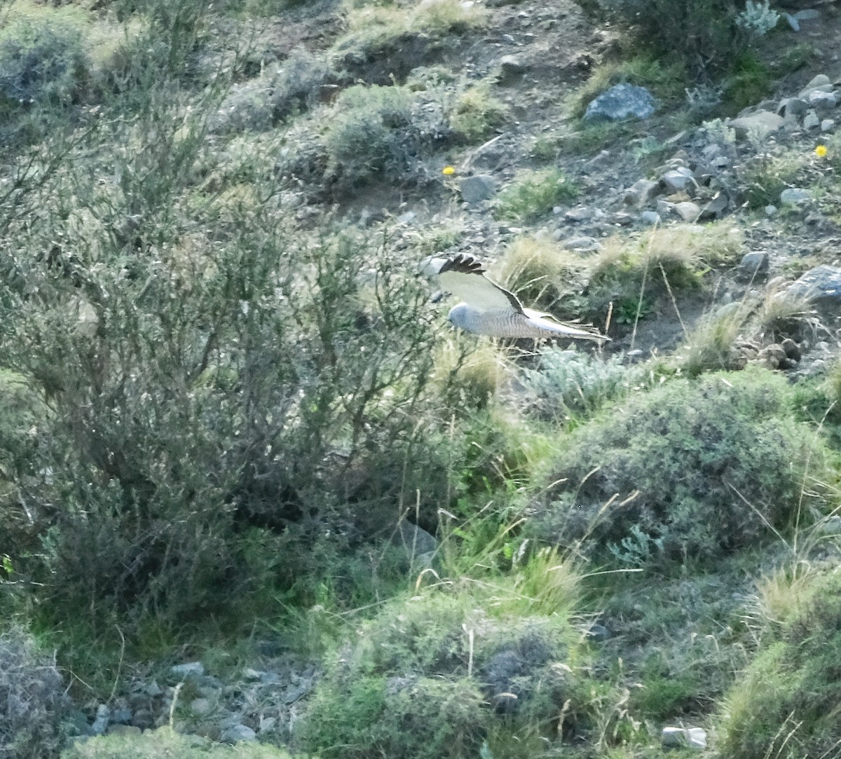 Cinereous Harrier - ML502957151