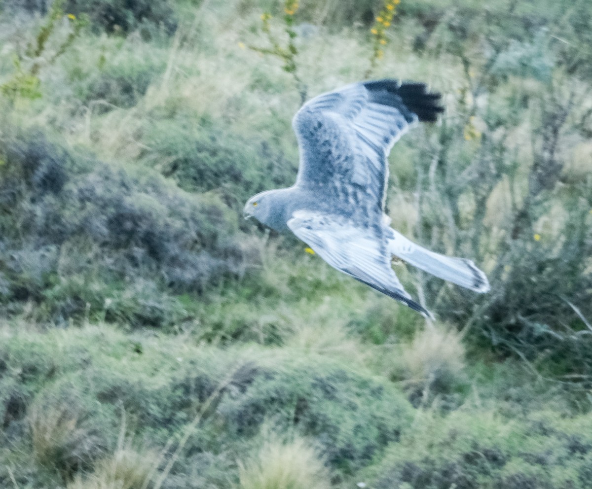 Cinereous Harrier - ML502957371