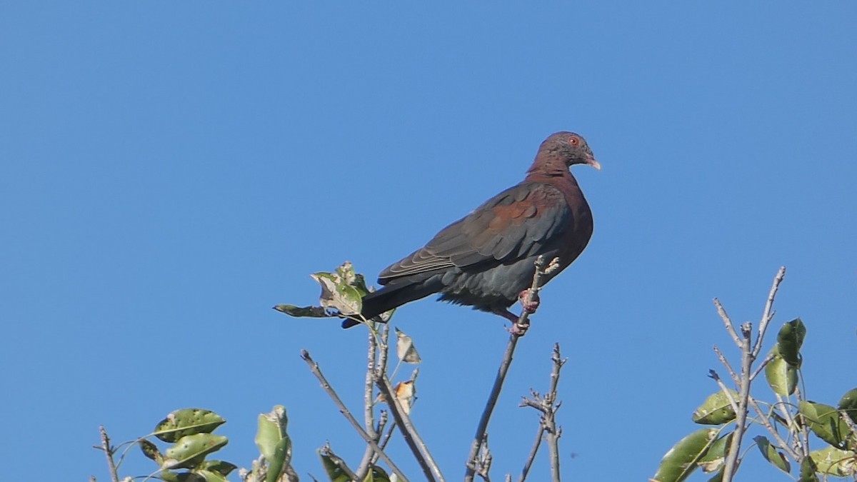 Red-billed Pigeon - ML502958411