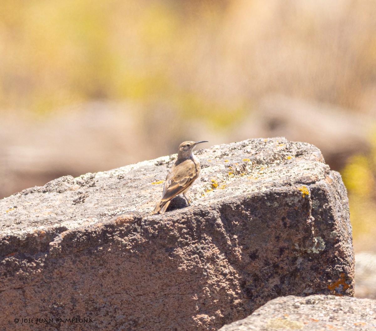 Slender-billed Miner - ML502958571