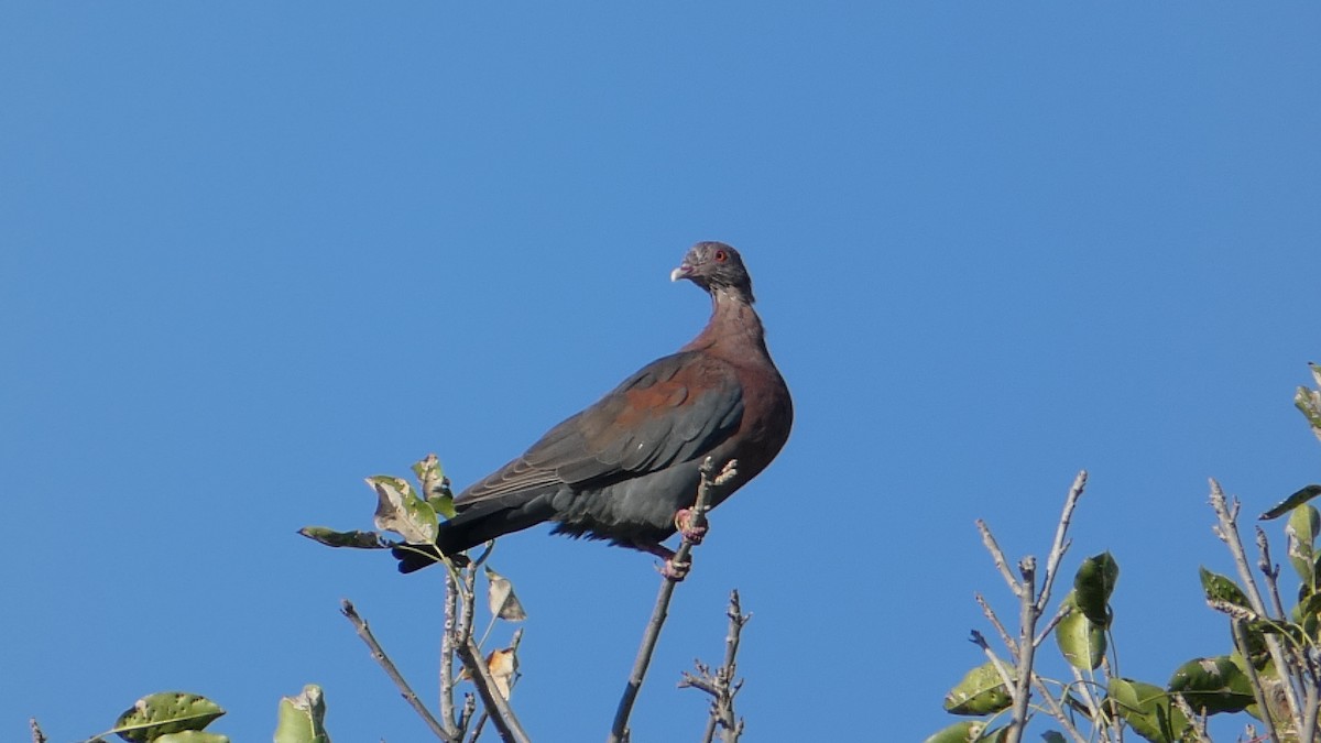 Red-billed Pigeon - ML502958661