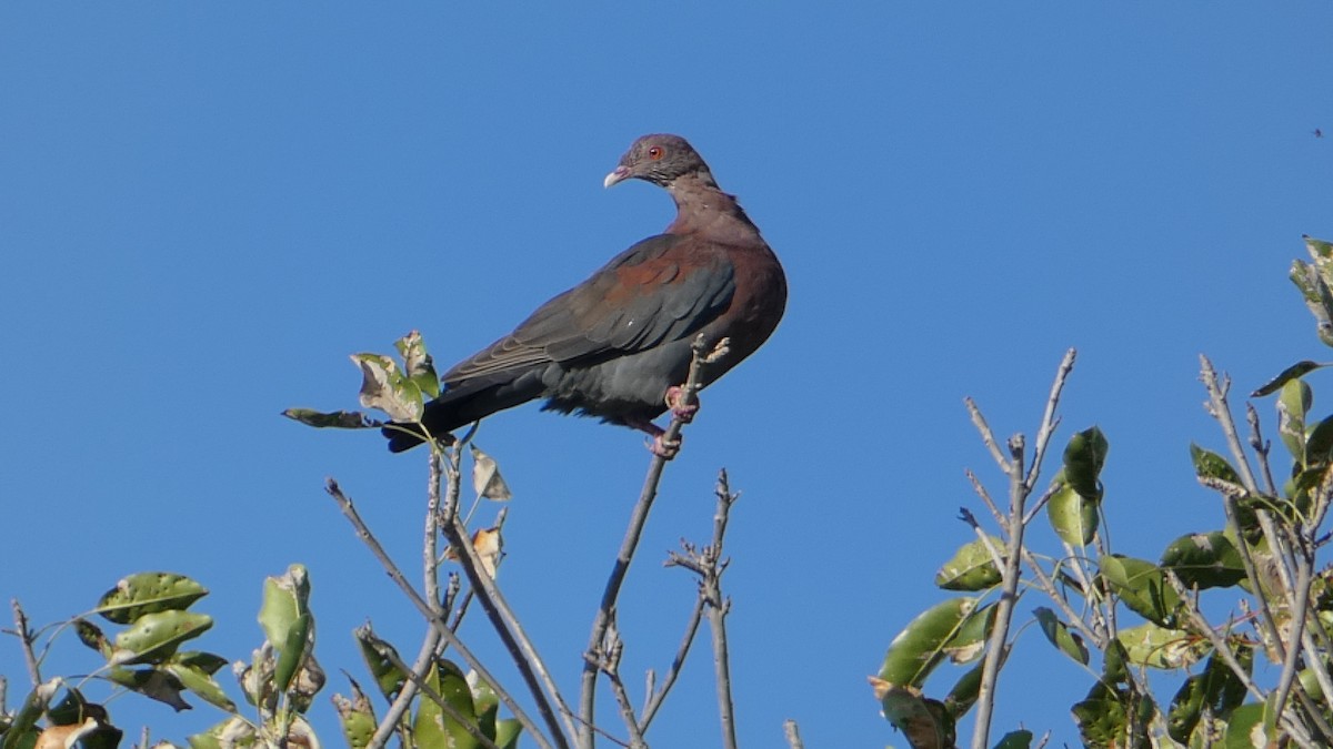 Red-billed Pigeon - ML502958761