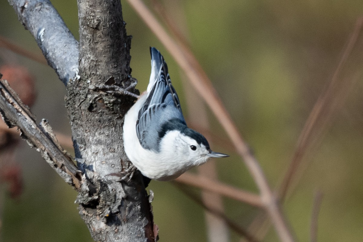 White-breasted Nuthatch - ML502958851