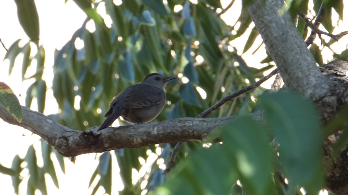 Gray Catbird - ML502959121