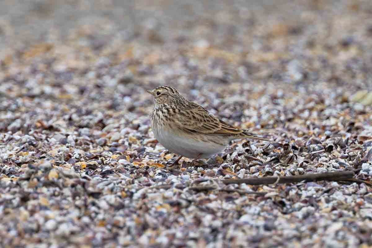 Цөлийн жиргэмэл - ML502959131