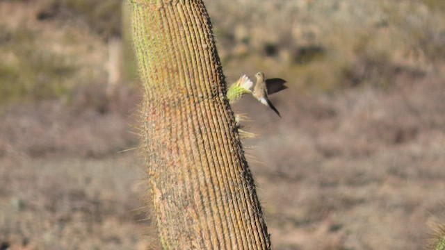 Colibrí Gigante - ML502959571