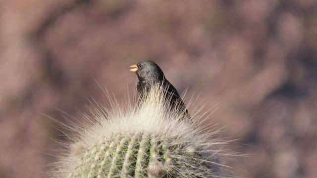 Mourning Sierra Finch - ML502959751