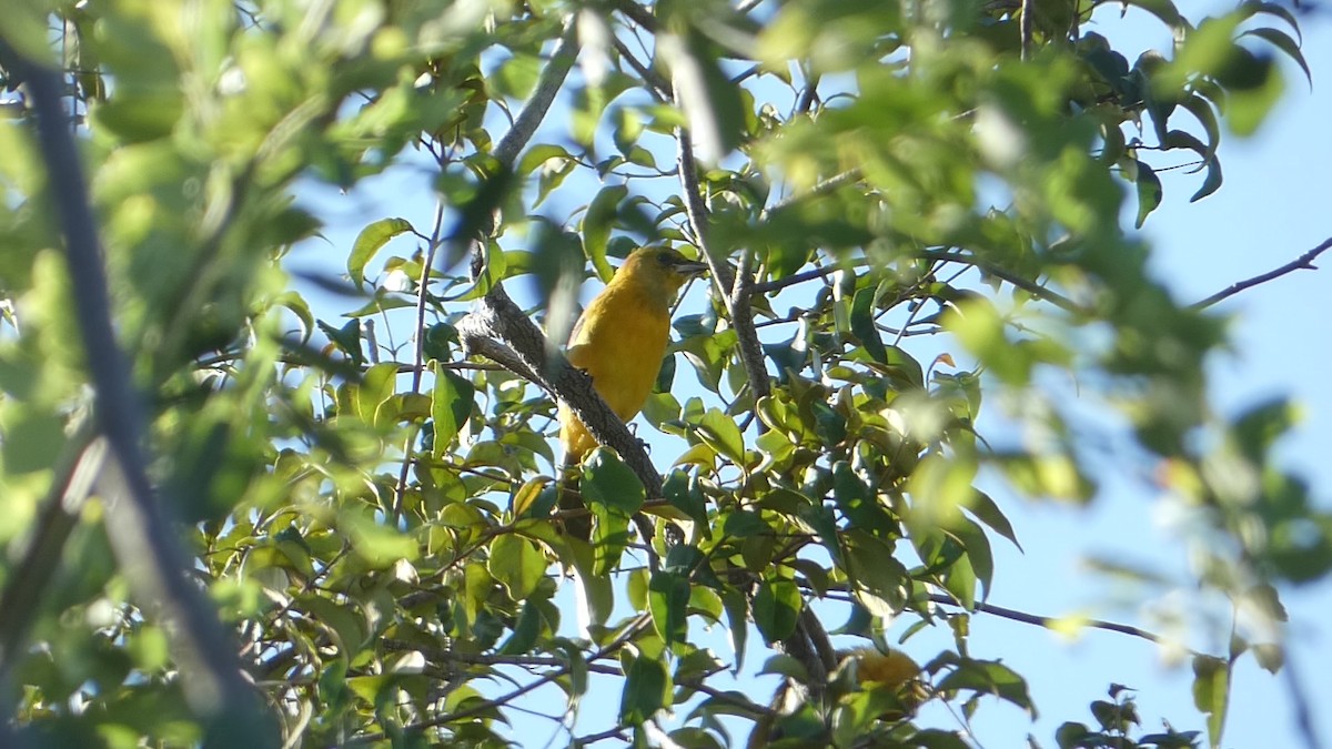 Hooded Oriole - ML502959811