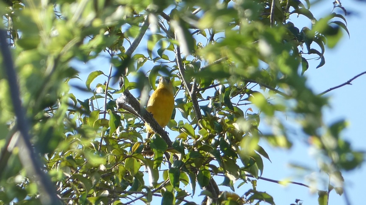 Hooded Oriole - ML502959961