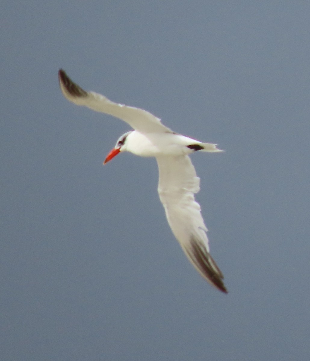 Caspian Tern - ML502960091