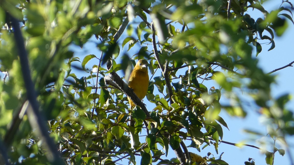 Hooded Oriole - ML502960161