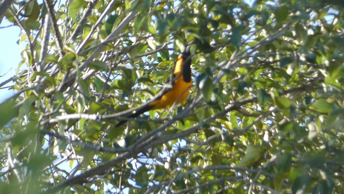 Hooded Oriole - ML502960371