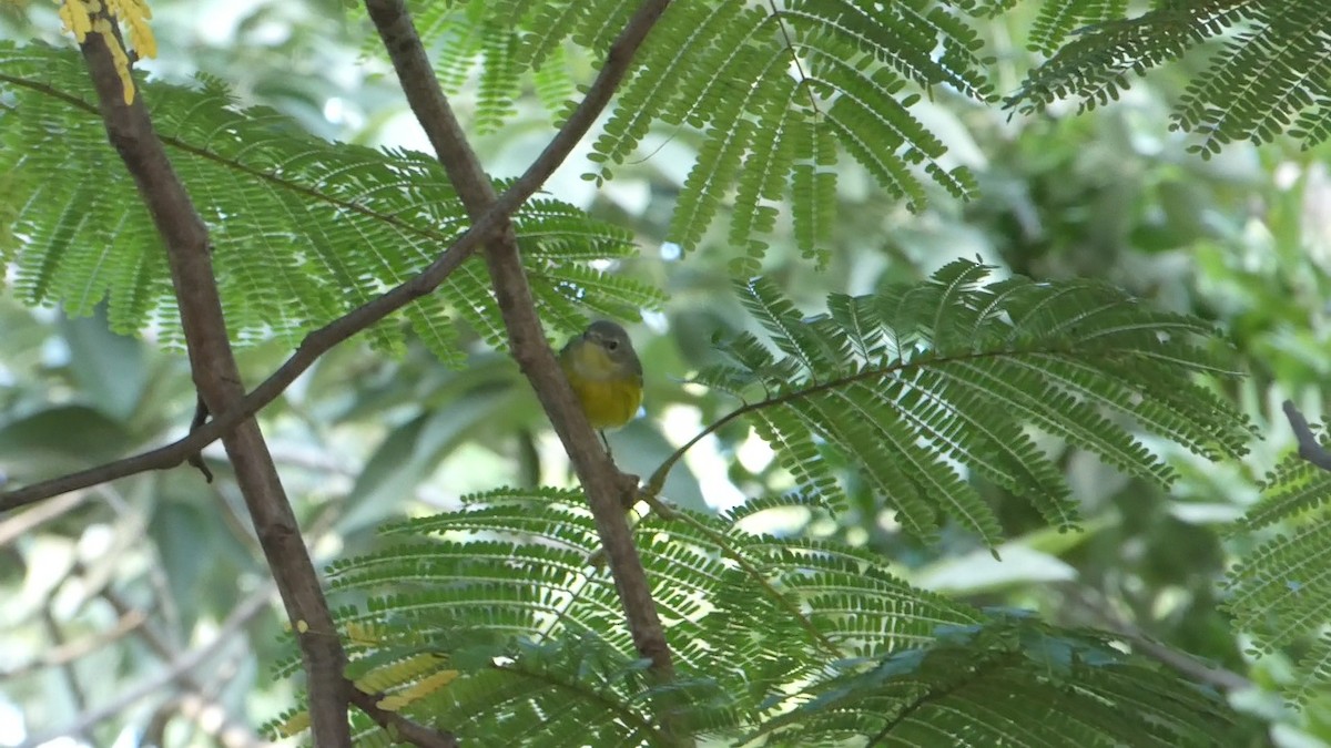 Magnolia Warbler - ML502960661