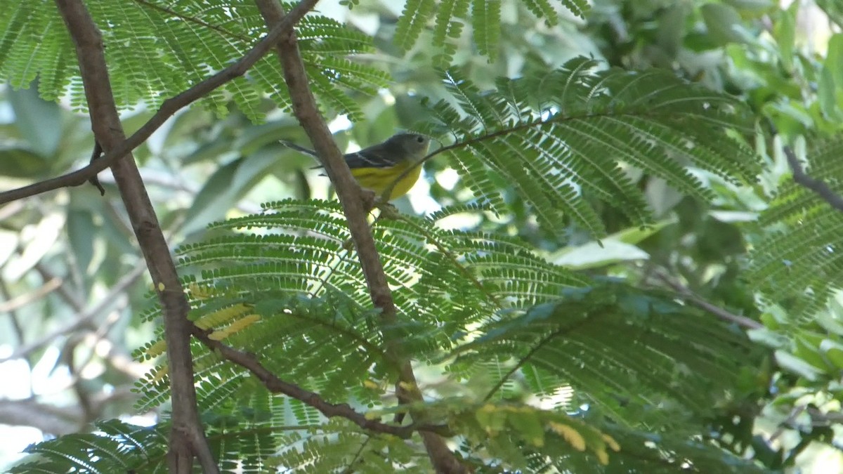 Magnolia Warbler - ML502960741