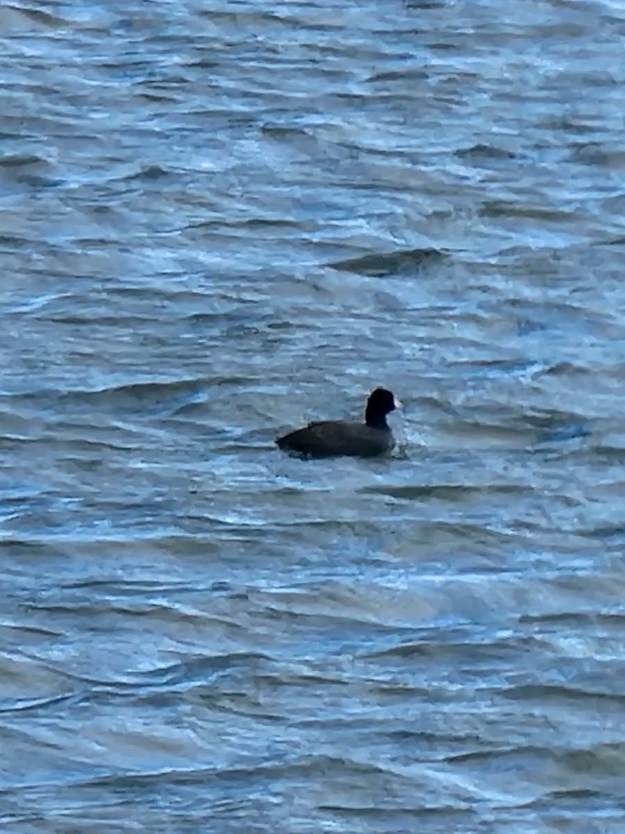 American Coot - ML502960801