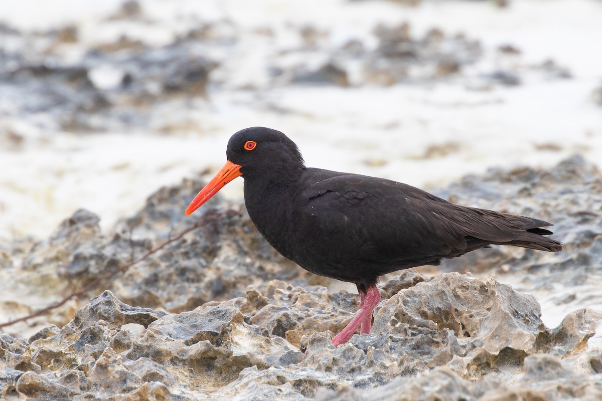 Sooty Oystercatcher - ML502960931