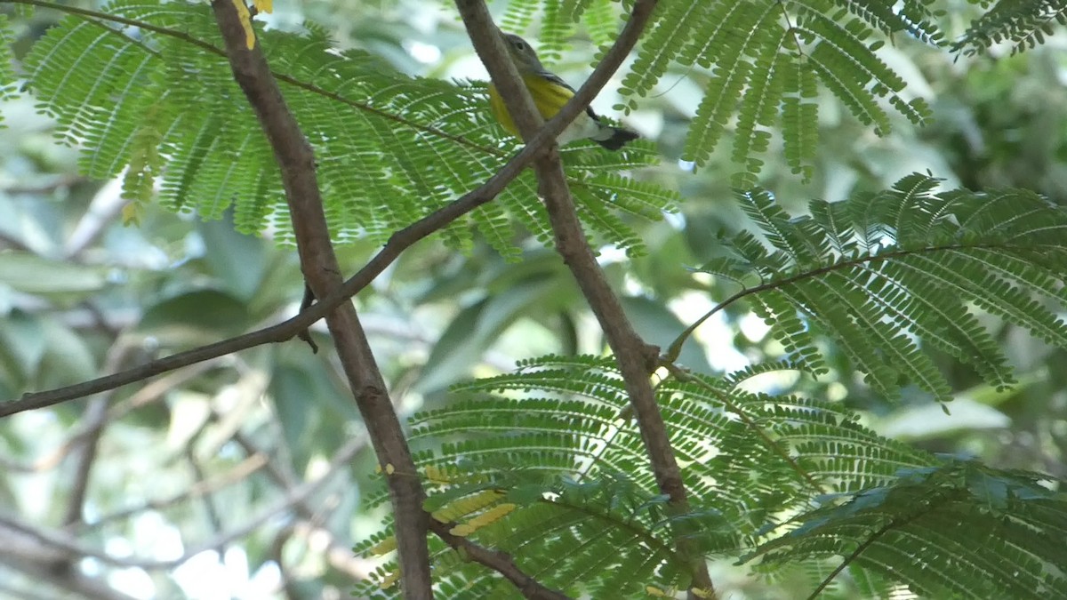 Magnolia Warbler - ML502961031
