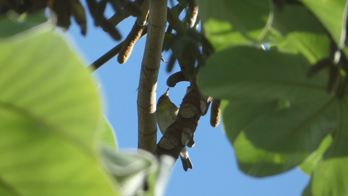 Tennessee Warbler - ML502962491