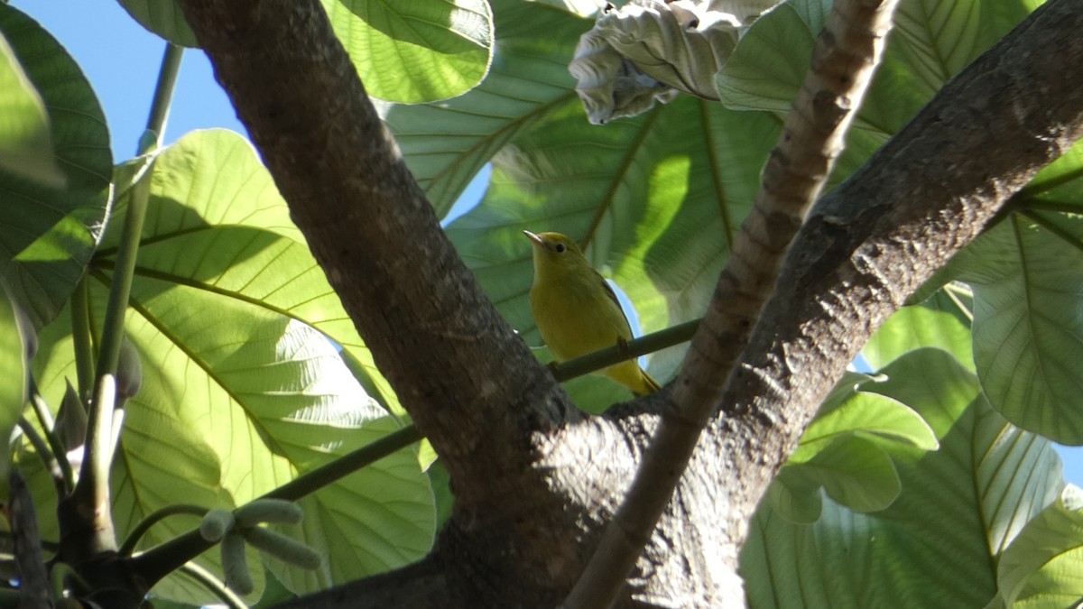 Yellow Warbler - ML502962741
