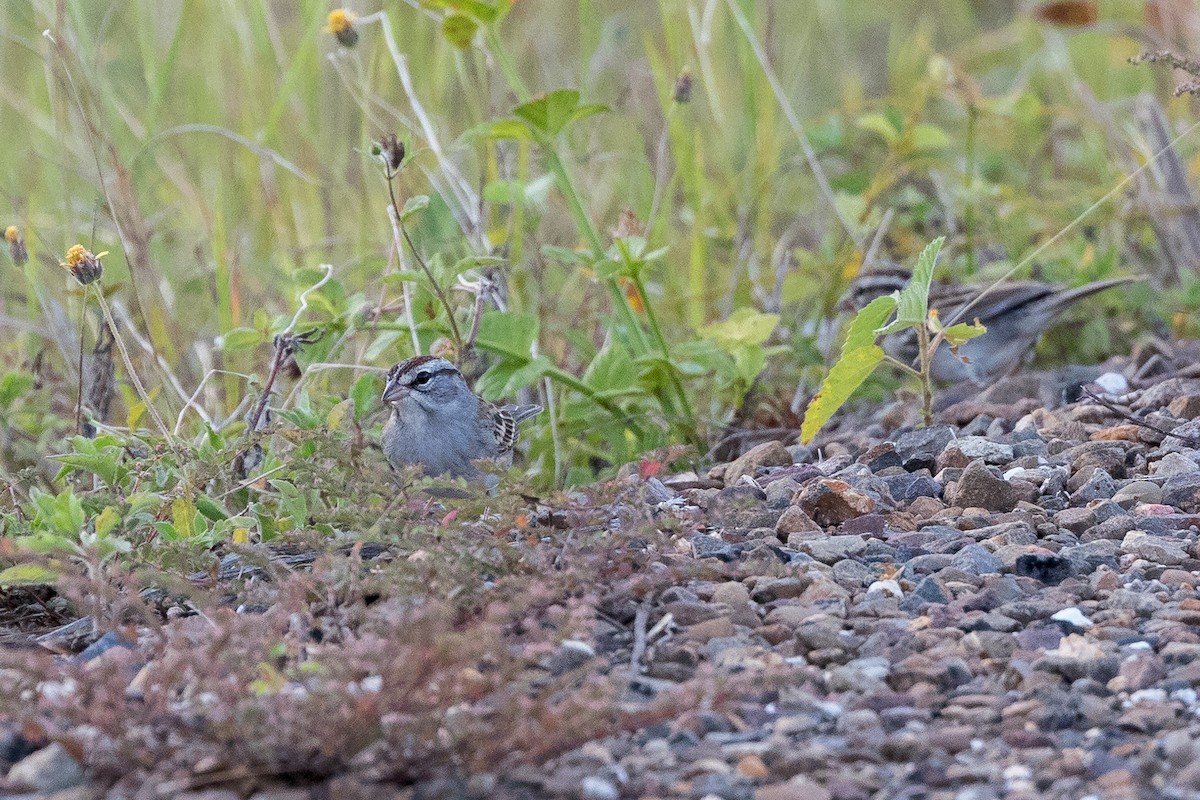 Chipping Sparrow - Hernan Riverol