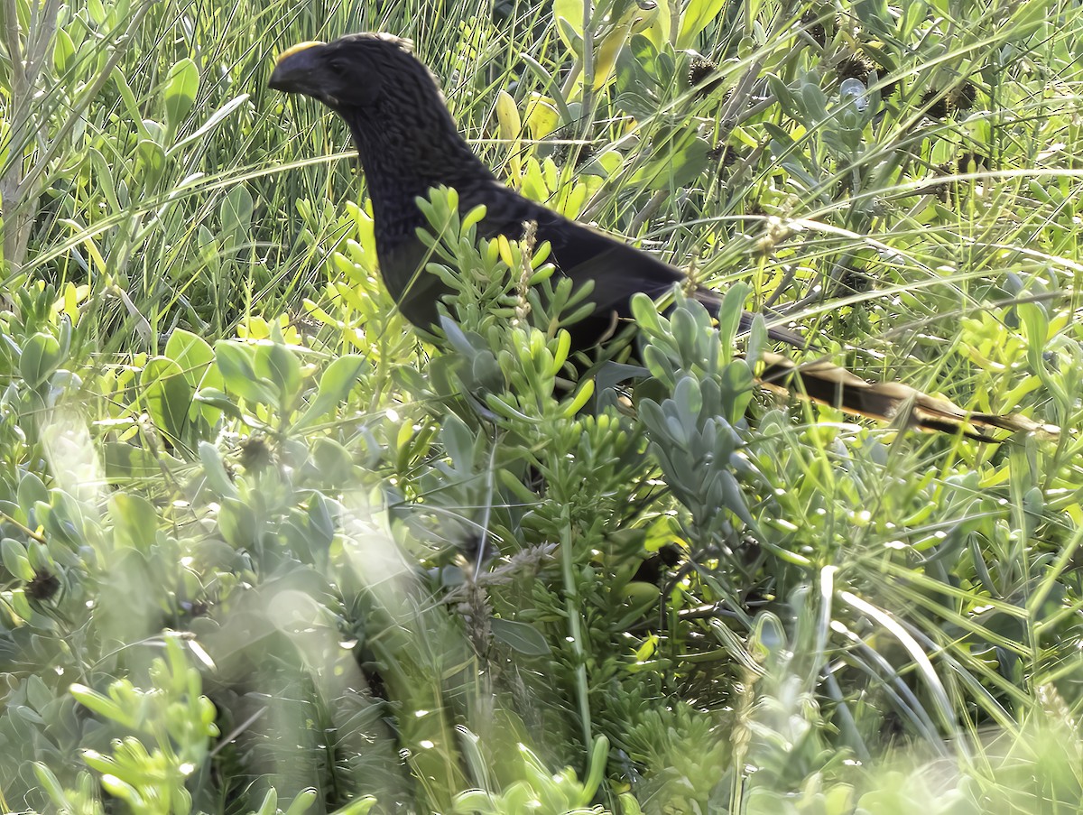 Smooth-billed Ani - ML502964161