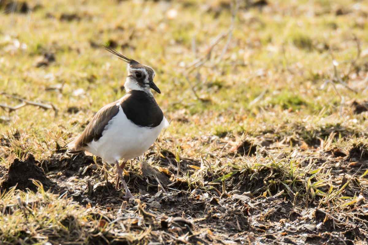 Northern Lapwing - ML502964991