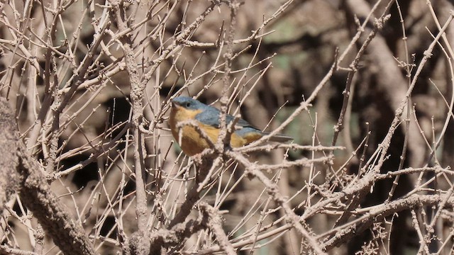 Rusty Flowerpiercer - ML502965471