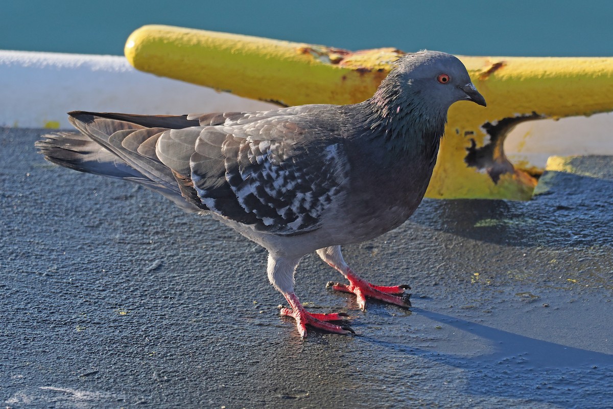Rock Pigeon (Feral Pigeon) - ML502968701