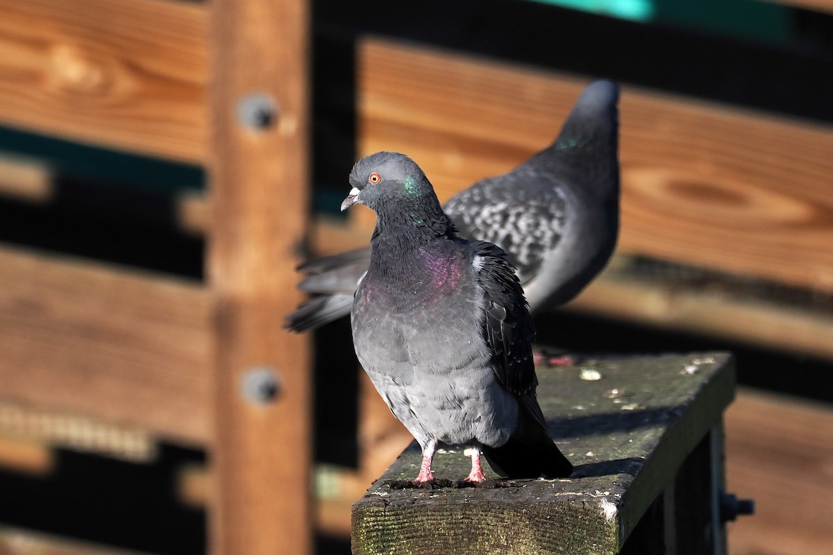 Rock Pigeon (Feral Pigeon) - ML502968721
