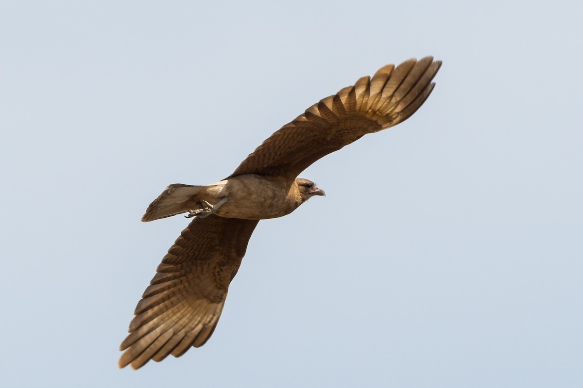 Chimango Caracara - ML502968781