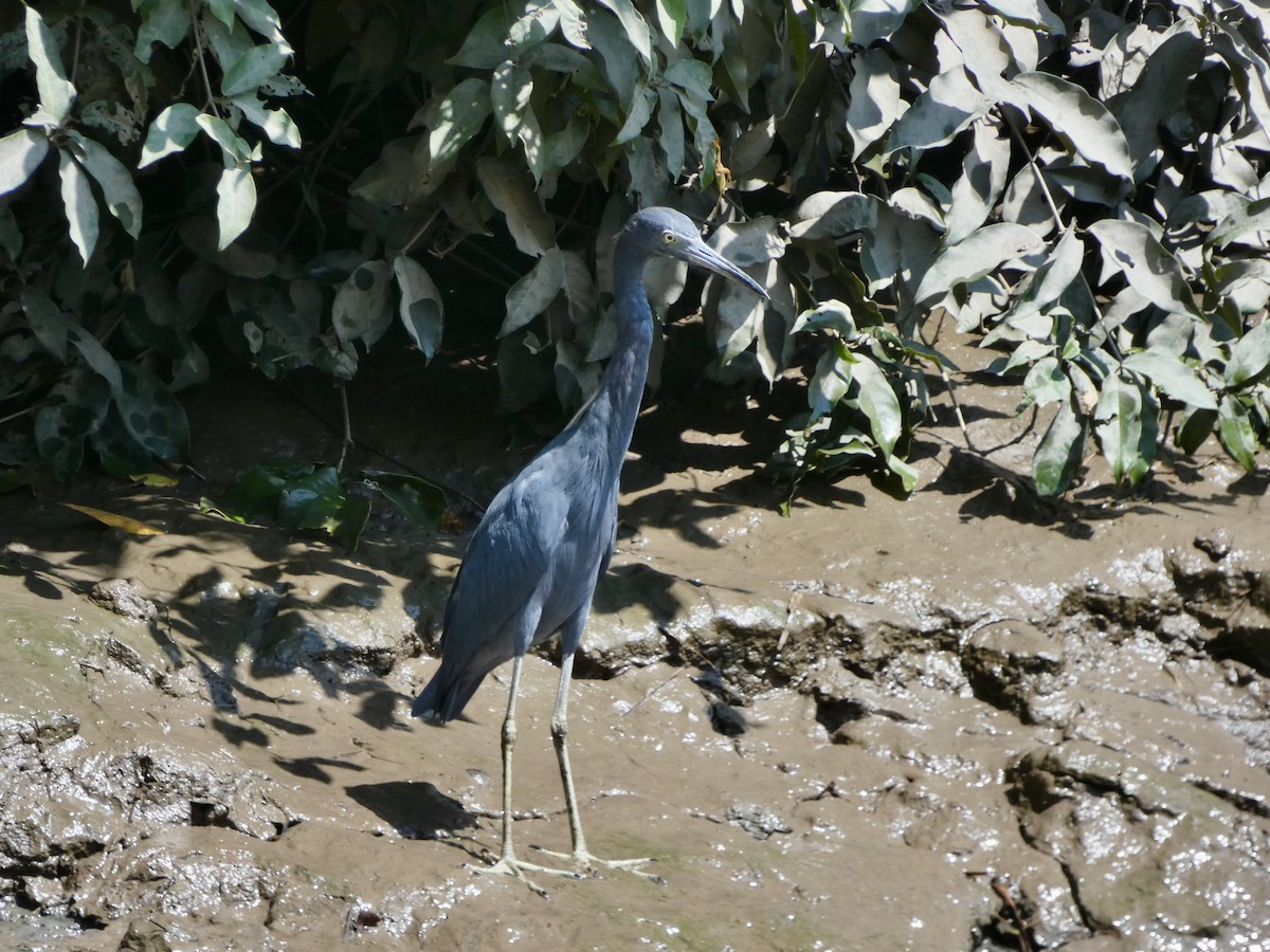 Aigrette bleue - ML502968801